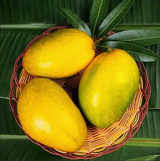 Imam Pasand Mango Plants — Mango sapling available at Agro Nursery Garden